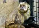 動物図鑑・フサオマキザルの写真 4